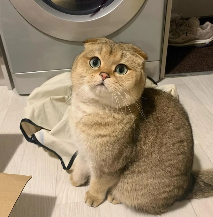 Khám phá bộ hình vô tri mèo dễ thương cho ngày mới