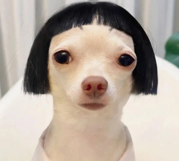 Tuyển chọn hình ảnh con chó cute siêu ngộ nghĩnh