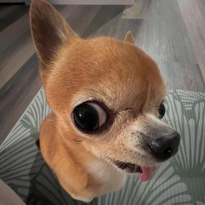 Cùng xem bộ hình nền vô tri con chó cute cực kỳ đáng yêu