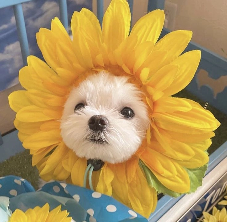 Cùng chiêm ngưỡng bộ ảnh chó ngộ nghĩnh vô tri cực kỳ đáng yêu