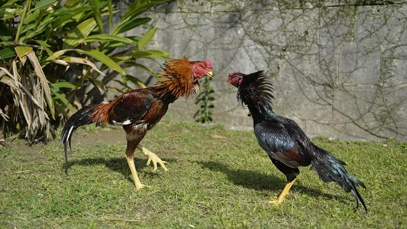  Giao diện đăng ký tài khoản tại nhà cái Bong88, đơn giản và nhanh chóng.