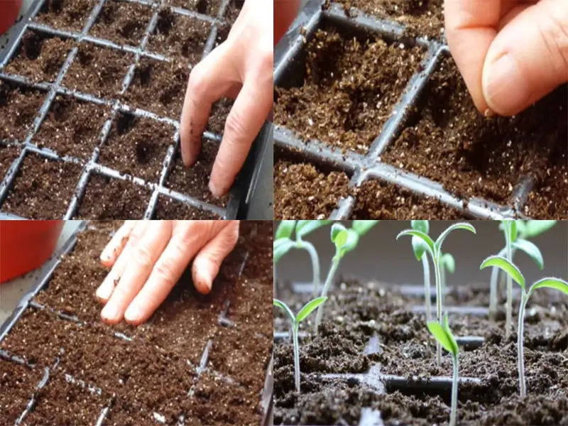 Chọn giống và chuẩn bị đất trồng cà chua bbi