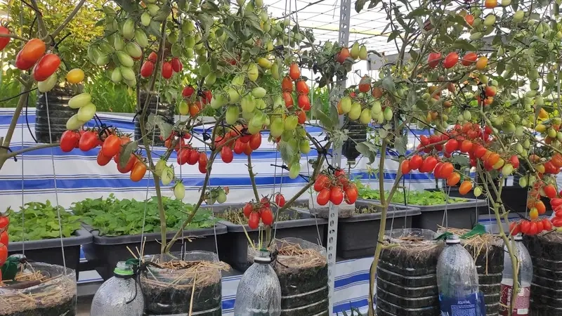 Kỹ thuật gieo hạt và chăm sóc cây cà chua bi