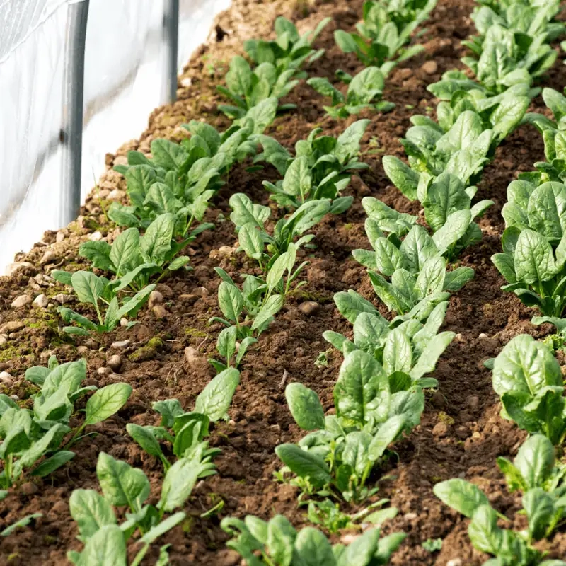 Kỹ thuật gieo hạt và chăm sóc cây non