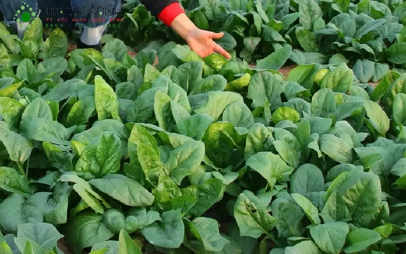 Tưới nước, bón phân và phòng trừ sâu bệnh