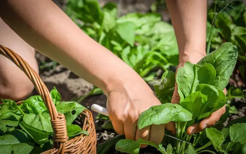 Kinh nghiệm trồng cải bó xôi đạt năng suất cao