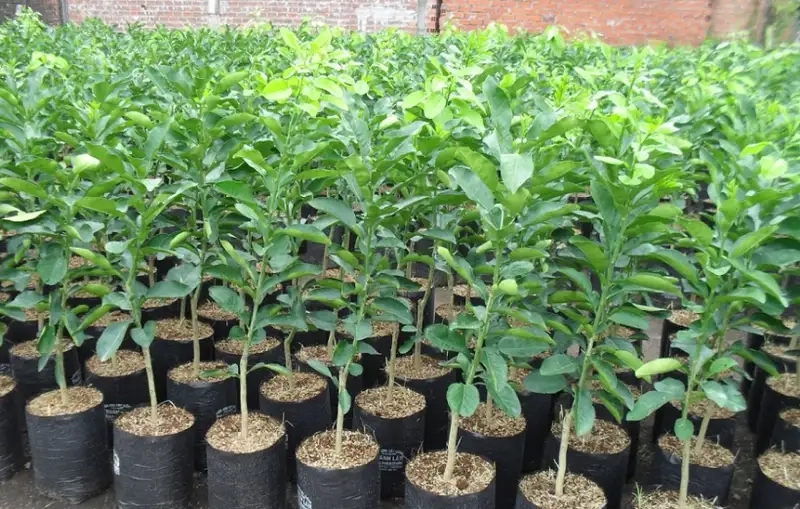 Lựa chọn giống bưởi phù hợp và chuẩn bị đất trồng