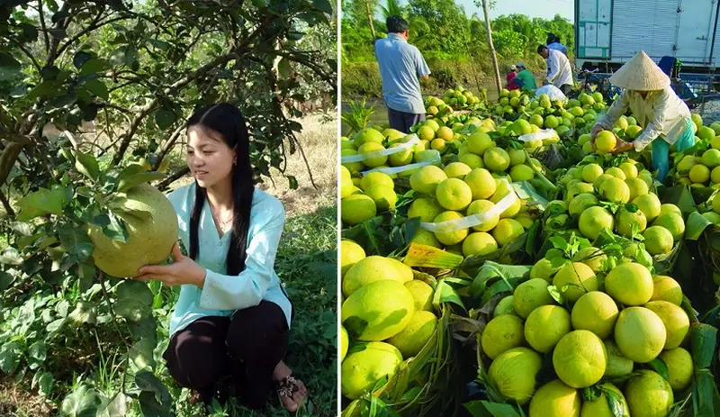 Kinh nghiệm thực tế để trồng cây bưởi hiệu quả