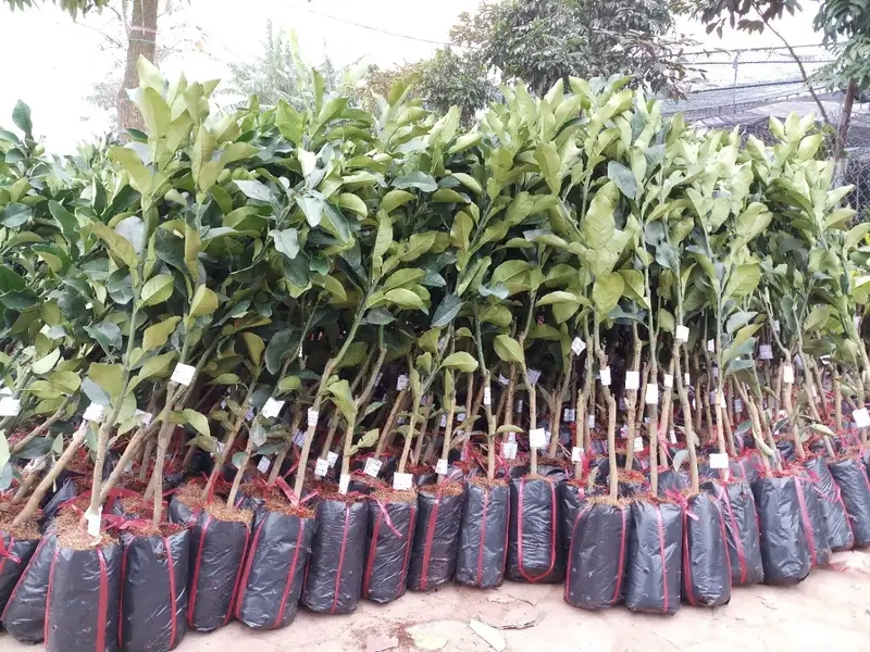 Kỹ thuật trồng cây bưởi da xanh từng bước