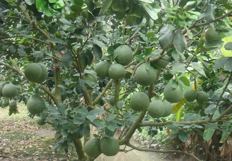 Chăm sóc và bón phân để cây phát triển tốt