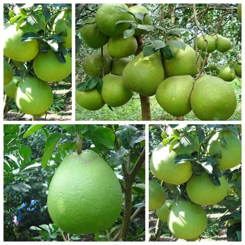 Kinh nghiệm thực tế khi trồng bưởi da xanh