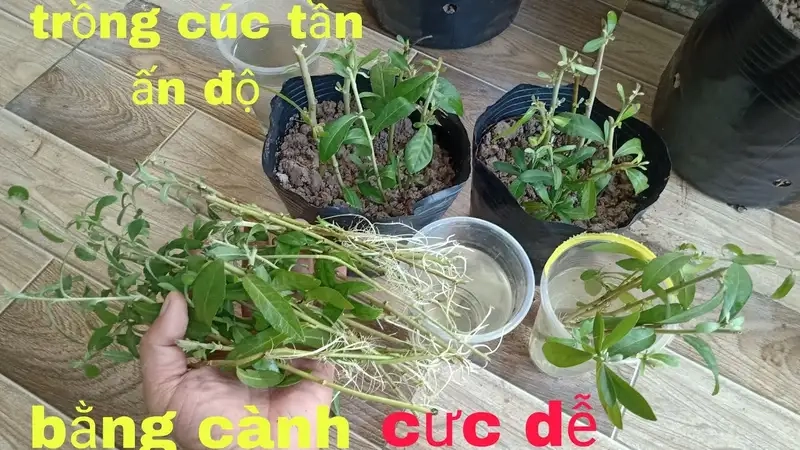 Cây cúc tần Ấn Độ là gì và lợi ích nổi bật