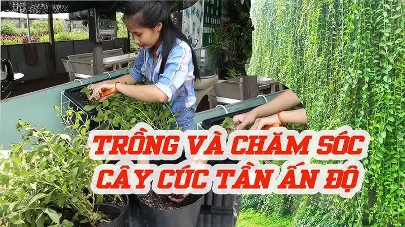 Chuẩn bị đất, chậu và vị trí trồng phù hợp