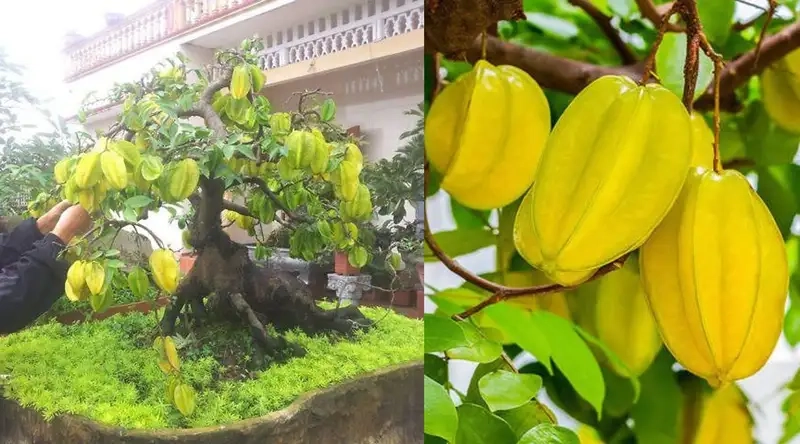 Hướng dẫn trồng cây khế đúng kỹ thuật