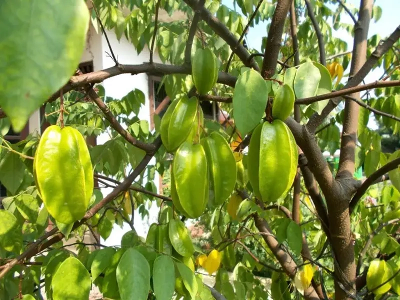 Kinh nghiệm trồng cây khế từ các nhà vườn