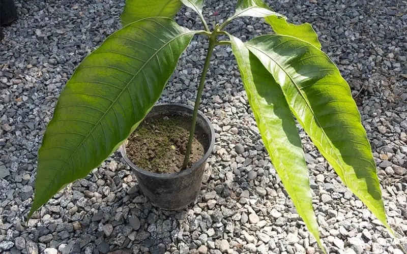 Kỹ thuật trồng và chăm sóc cây xoài