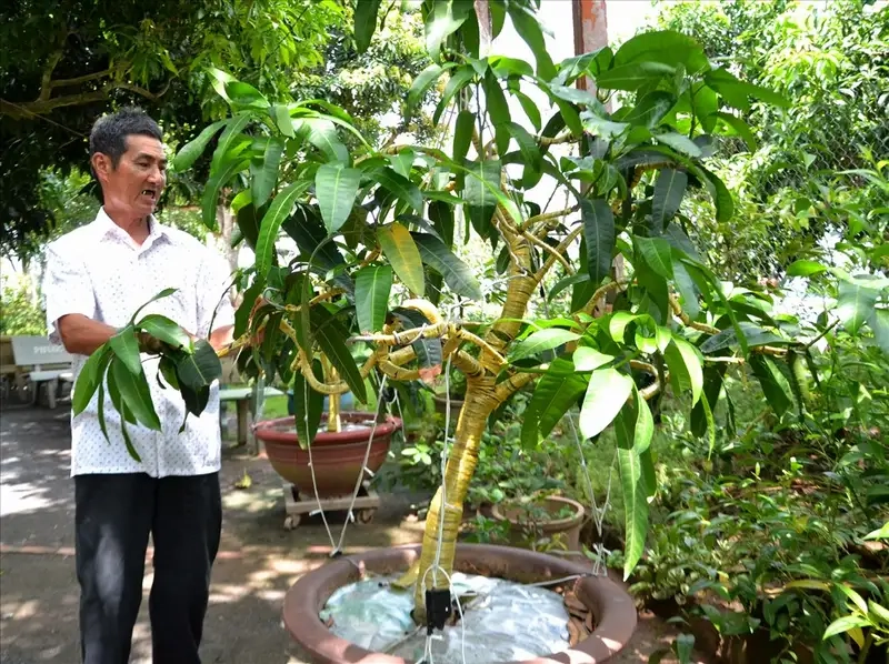 Phòng trừ sâu bệnh và thu hoạch quả xoài