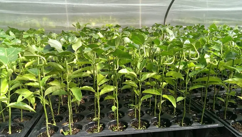 Chọn giống và chuẩn bị đất trồng chanh leo