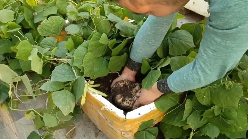 Kỹ thuật gieo trồng và chăm sóc củ đậu