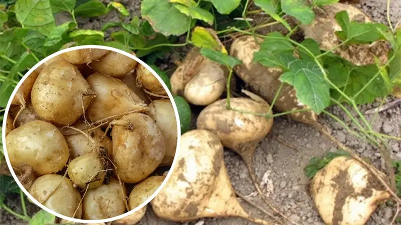 Kinh nghiệm vàng khi trồng củ đậu tại nhà