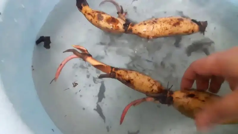 Củ sen là gì và lợi ích khi trồng tại nhà