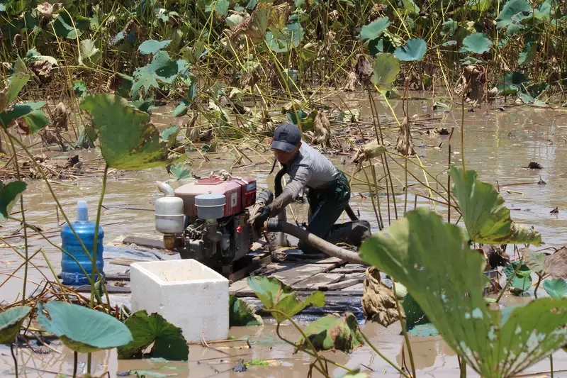 Chuẩn bị đất và củ giống để trồng hiệu quả