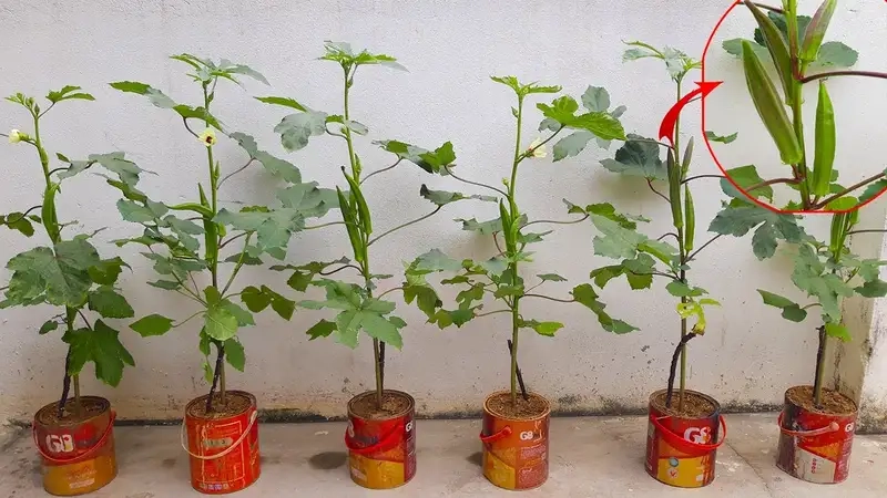 Kỹ thuật gieo trồng và chăm sóc cây đậu bắp