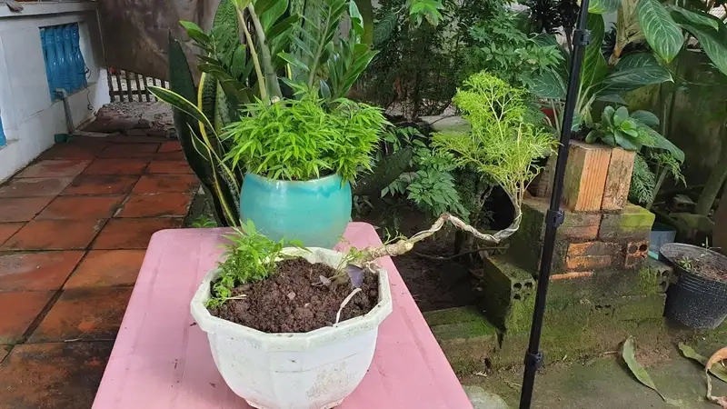Chọn giống và chuẩn bị đất trồng đinh lăng