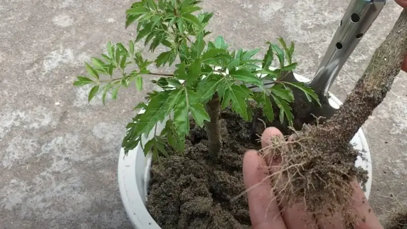 Hướng dẫn gieo trồng và chăm sóc ban đầu