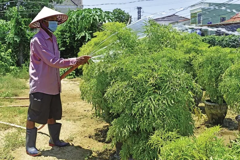 Kỹ thuật chăm sóc và phòng trừ sâu bệnh