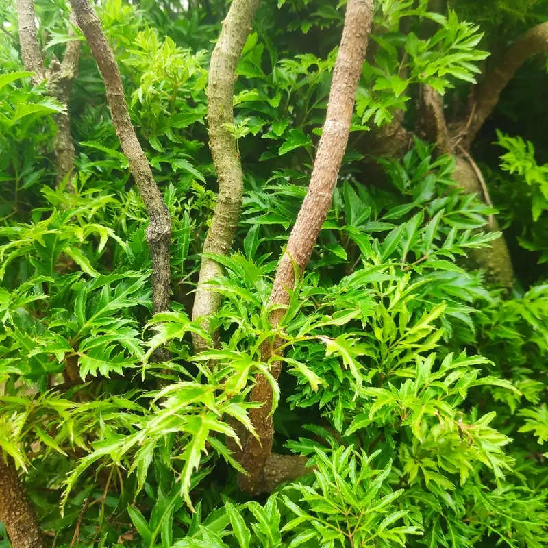 Kinh nghiệm khi trồng đinh lăng