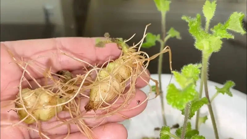 Chuẩn bị nguyên liệu và môi trường trồng đông trùng hạ thảo