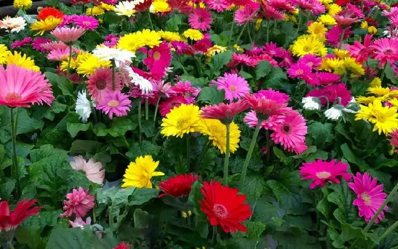 Gieo hạt và chăm sóc giúp hoa đồng tiền phát triển tốt