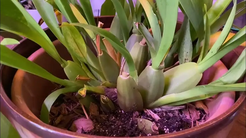 Chọn giống và chuẩn bị môi trường trồng phù hợp