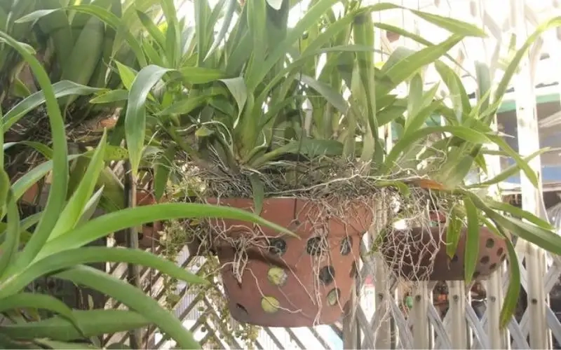 Kỹ thuật trồng và chăm sóc hoa lan vũ nữ hằng ngày