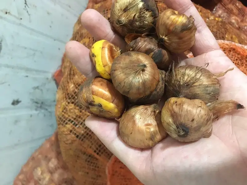 Chọn củ giống và chuẩn bị đất trồng phù hợp