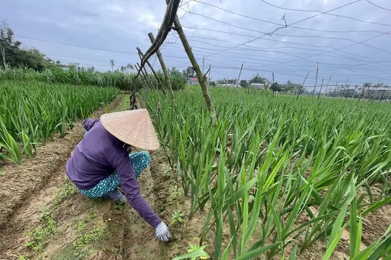 Kỹ thuật trồng và tưới nước cho hoa lay ơn đúng cách