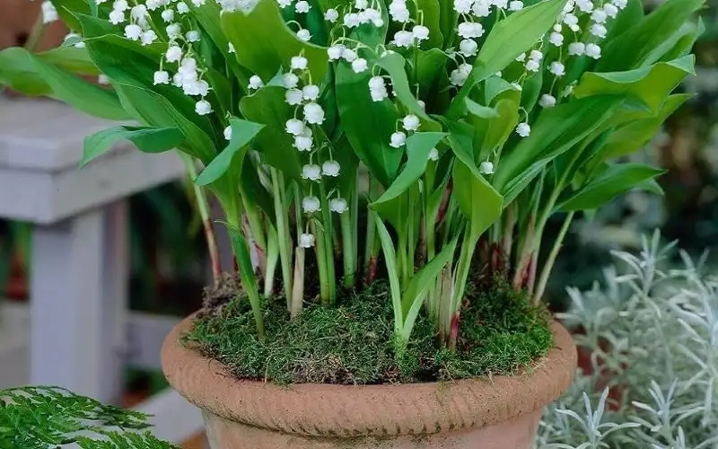 Gieo hạt và trồng củ linh lan hiệu quả