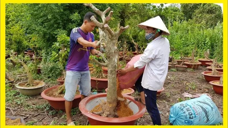 Chọn giống và chuẩn bị đất trồng hoa mai phù hợp