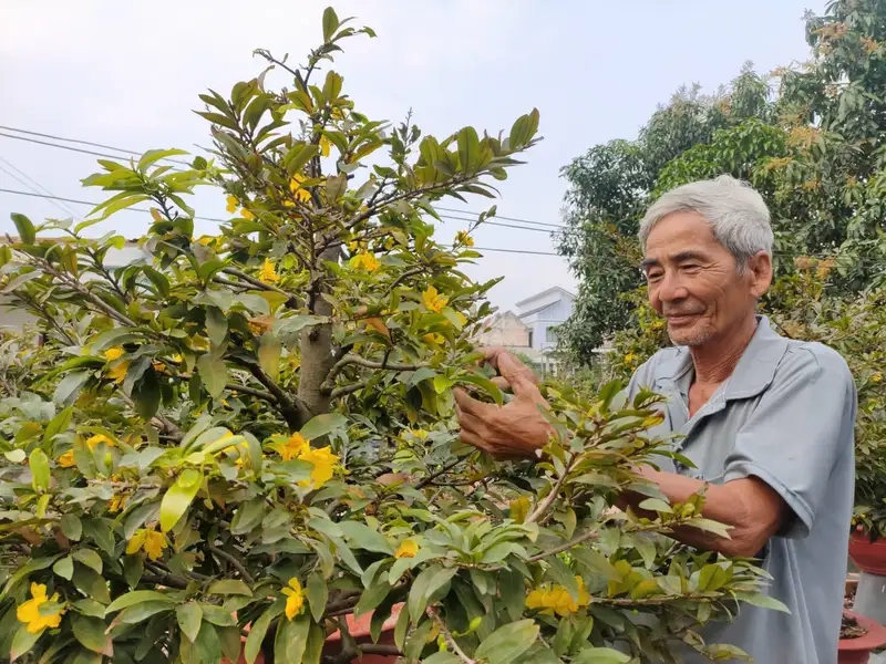 Chăm sóc và cắt tỉa cây mai để hoa nở đẹp