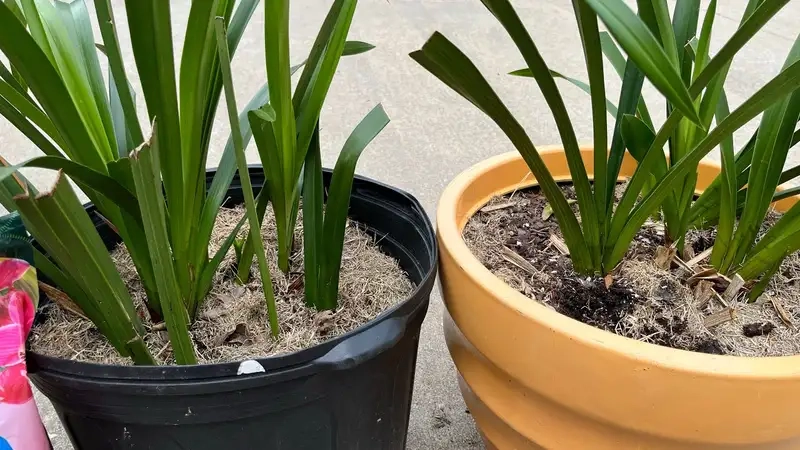 Cách trồng hoa phong lan hiệu quả nhờ chọn giá thể và phân bón