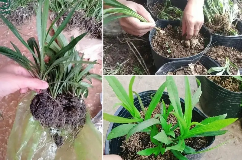 Chọn giống và đất trồng phù hợp để hoa thạch thảo phát triển tốt