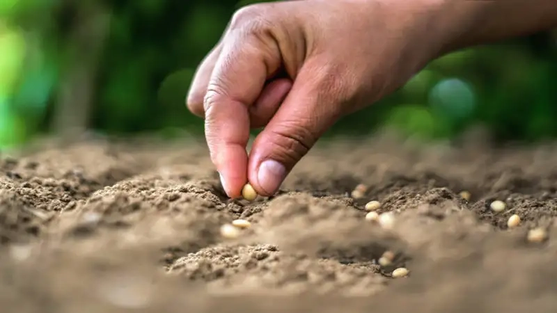Kỹ thuật gieo hạt và trồng hoa thạch thảo chuẩn