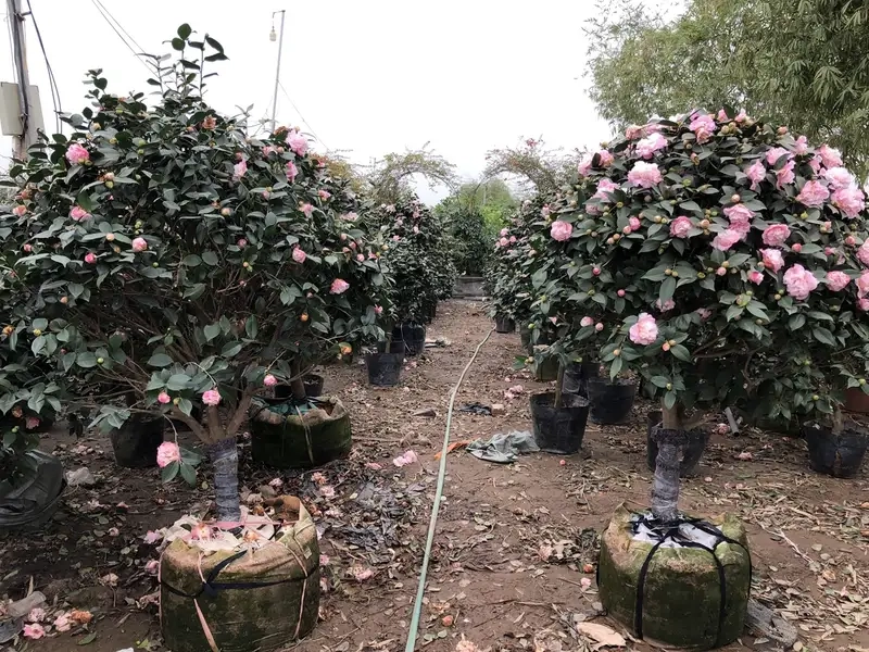 Kỹ thuật trồng và chăm sóc hoa trà my hàng ngày