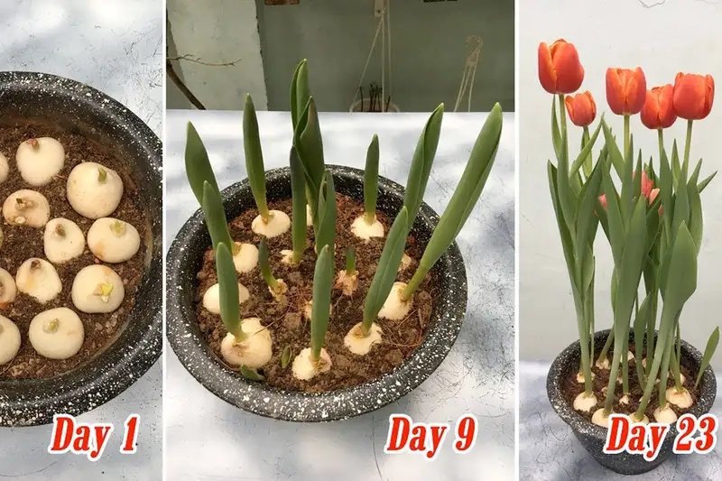 Cách gieo trồng và chăm sóc tulip hiệu quả