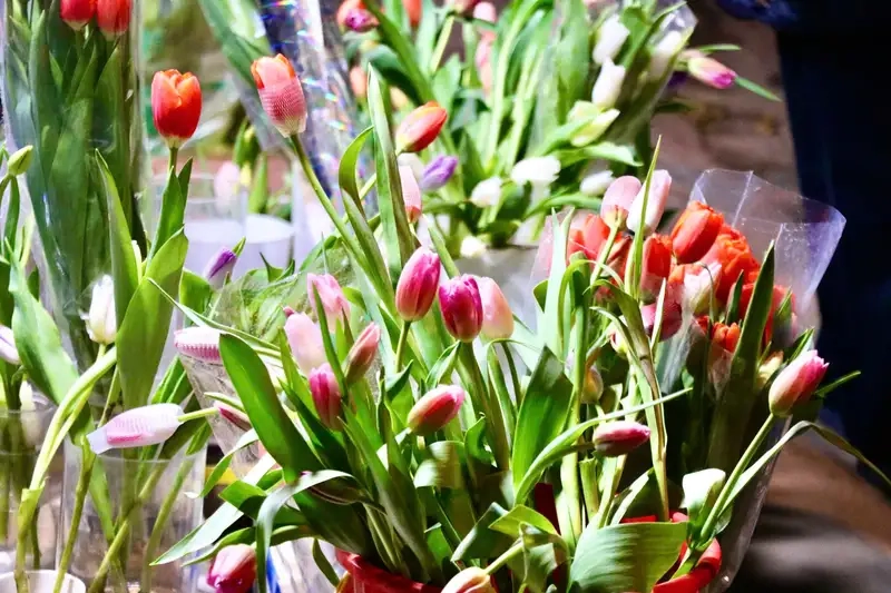 Kinh nghiệm trồng hoa tulip từ những người đi trước