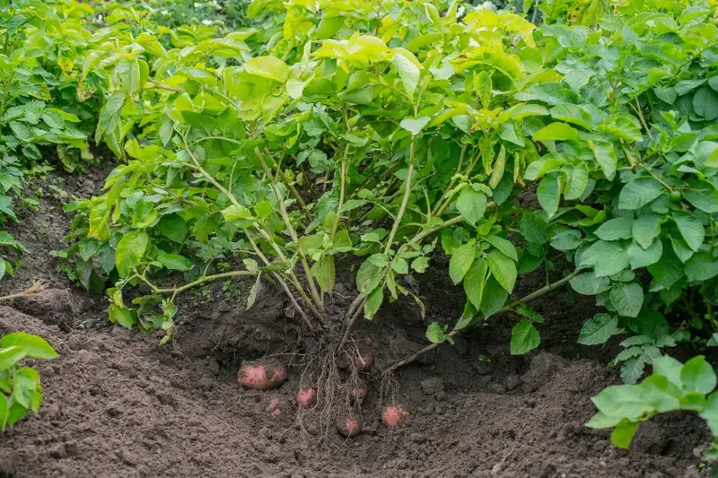Kỹ thuật gieo trồng và chăm sóc cây khoai tây