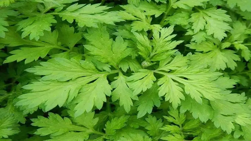 Kỹ thuật gieo trồng và chăm sóc cây