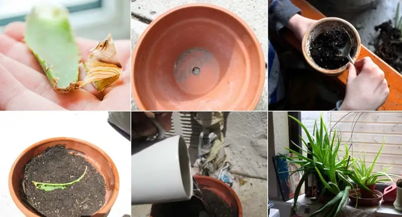 Kỹ thuật trồng và chăm sóc cơ bản
