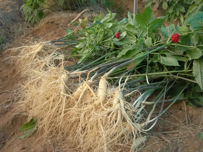 Chuẩn bị đất và chọn giống nhân sâm phù hợp